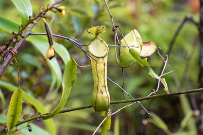 Pitcher plant (Nepenthes tobaica)