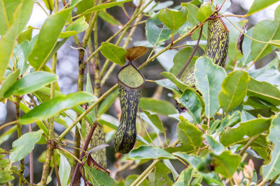 Pitcher plant (Nepenthes gracilis)