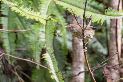 Sunda Bush Warbler (Horornis vulcanicus sepiarius)