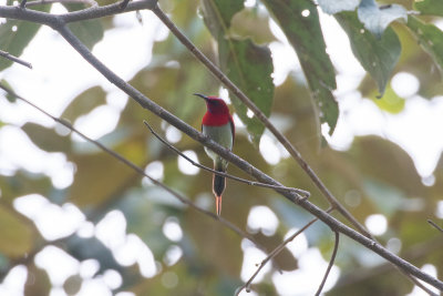 Temminck's Sunbird (Aethopyga temminckii)