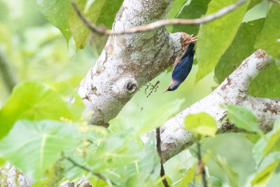 Velvet-fronted Nuthatch (Sitta frontalis saturatior)