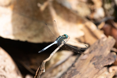 Julia Skimmer (Orthetrum julia)