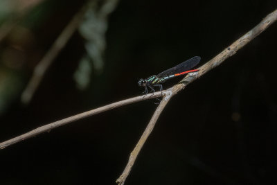 Western Red-tipped Jewel (Chlorocypha radix)