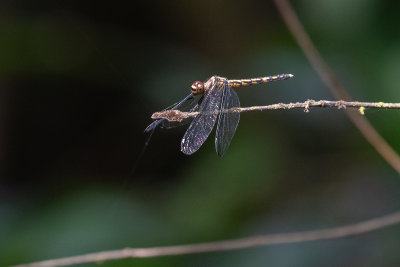 Dragonfly sp.