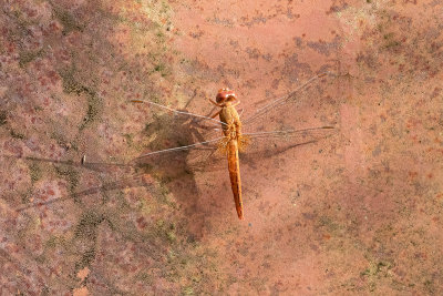 Rock Scarlet (Crocothemis divisa)