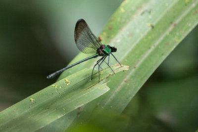 Spring Bluewing (Sapho bicolor)