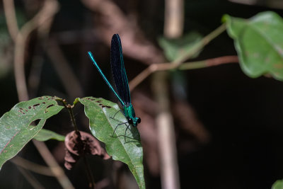 Western Bluewing (Sapho ciliata)