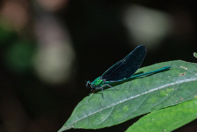 Western Bluewing (Sapho ciliata)