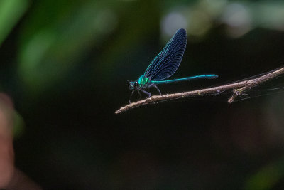 Western Bluewing (Sapho ciliata)