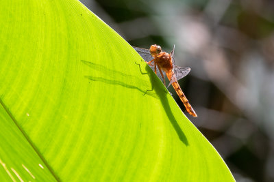 Rock Scarlet (Crocothemis divisa)