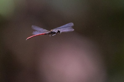 Little Red Jewel (Chlorocypha dispar)