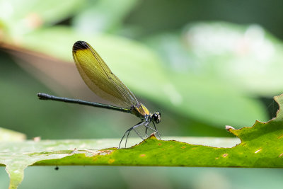 Smokewing (Sapho fumosa)