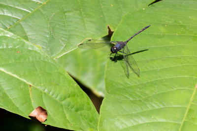 Halfshade Dropwing (Trithemis aconita)