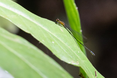 Exclamation Sprite (Pseudagrion epiphonematicum)