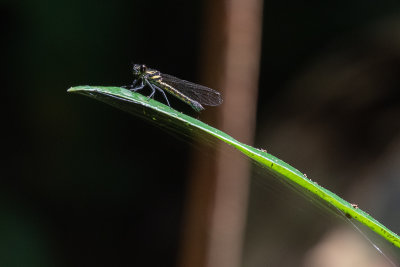 Rosy Jewel (Chlorocypha rubida)