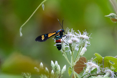 Splendrous Hornet (Euchromia foletti)
