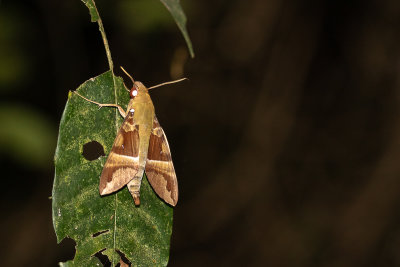 White Banded Nephele (Nephele rosae)