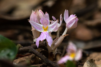 Dwarf Brachycorythis (Brachycorythis pumilio)