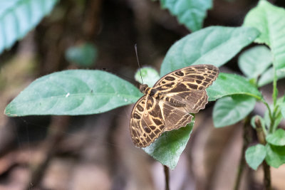 Large Pathfinder (Catuna angustatum)