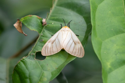 Moth sp.