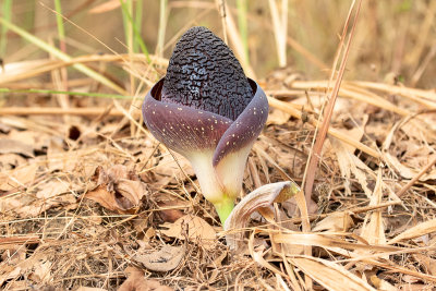 Amorphophallus aphyllus