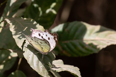 Clouded Mother of Pearl (Protogoniomorpha anacardii)
