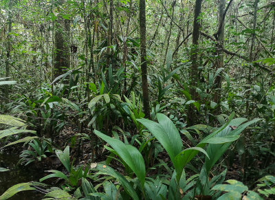 Dense rainforest