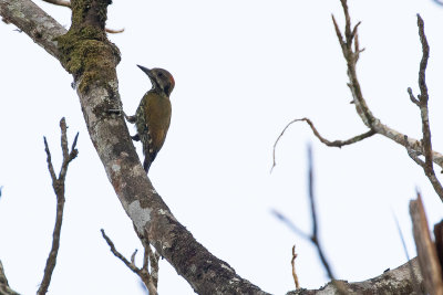 Melancholy Woodpecker (Dendropicos lugubris)