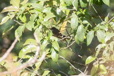 Sierra Leone Prinia (Schistolais leontica)