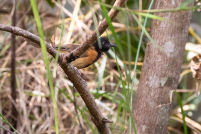 Black-headed Rufous Warbler (Bathmocercus cerviniventris)