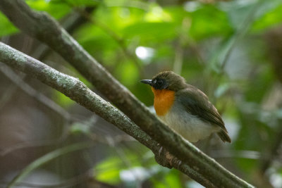 Forest Robin (Stiphrornis erythrothorax)