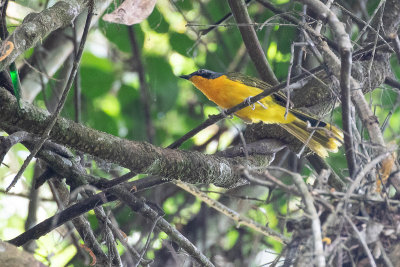 Many-colored Bushshrike (Chlorophoneus multicolor)