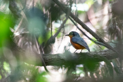 Rufous-bellied Wattle-eye (Dyaphorophyia concreta)