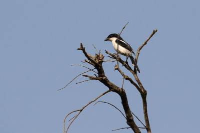 Northern Fiscal (Lanius humeralis)