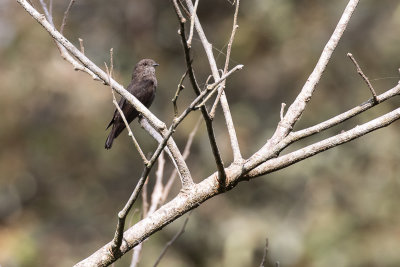 Ussher's Flycatcher (Muscicapa ussheri)