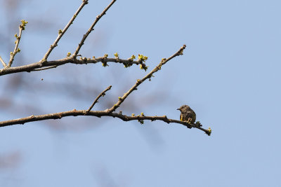 Tit Hylia (Pholidornis rushiae)