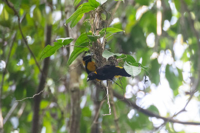 Gola Malimbe (Malimbus ballmanni)