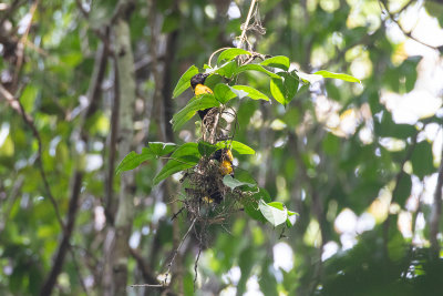 Gola Malimbe (Malimbus ballmanni)