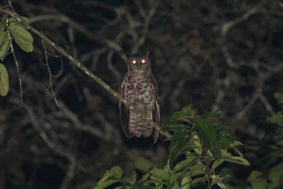 Akun Eagle-owl (Bubo leucostictus)