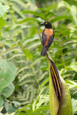 Chestnut-and-black Weaver (Ploceus castaneofuscus)