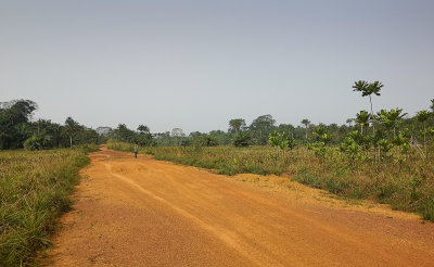 Roadside swamp