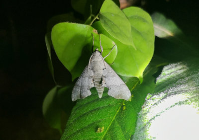 Moth sp.