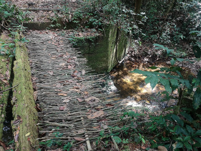 Jungle bridge