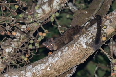 African Palm Civet (Nandinia binotata)