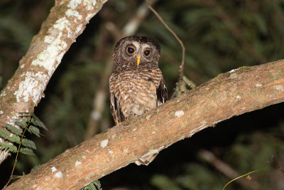 African Wood Owl (Strix woodfordii)
