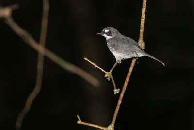 White-browed Forest Flycatcher (Fraseria cinerascens)