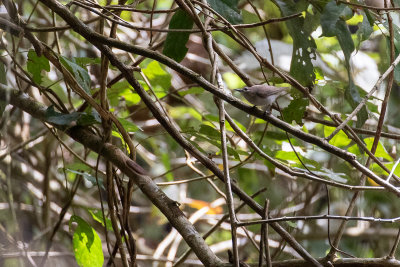 Mangrove Sunbird (Anthreptes gabonicus)