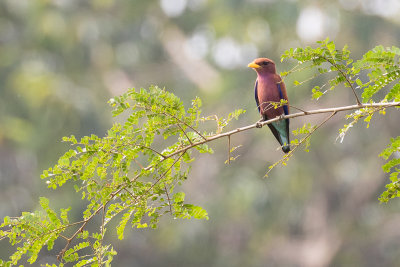 Broad-billed Roller (Eurystomus glaucurus)