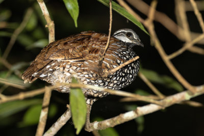 Lathams Francolin (Peliperdix lathami)