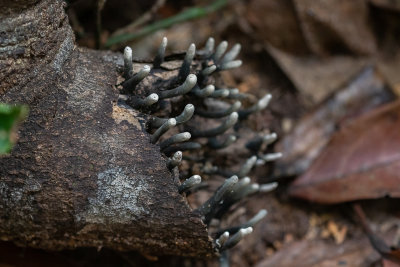 Fungus sp.